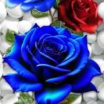 Abdul karim Kamali Profile Picture