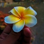 Polash Ahemad Profile Picture