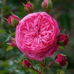 Rose Rahman Profile Picture