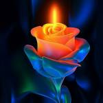 Md. Ibrahim Profile Picture