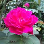 MD Tofayel Ahmed Profile Picture