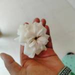 Mishu's ALBUM Profile Picture