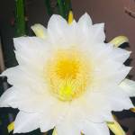 tanbir ahmed Profile Picture