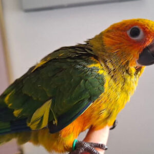 Eclectus Parrots for Sale Online Now | ParrotPro Breeders