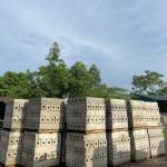 bo via Profile Picture