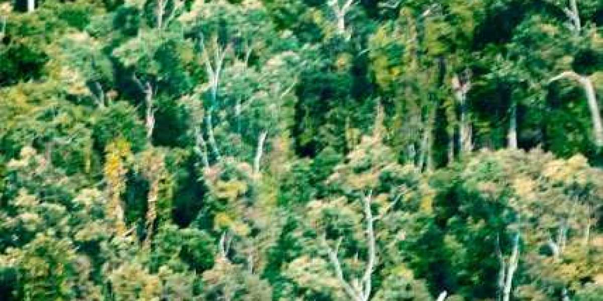 King Billy Casino Review 2025 $2500 Sign Up Bonus!