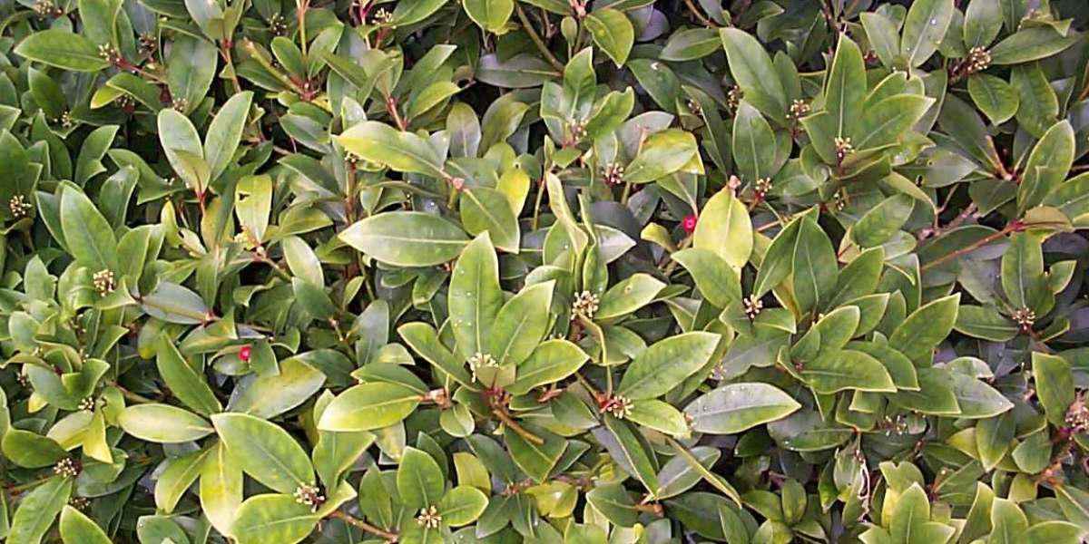 5 Must-Visit Casinos Around the Phoenix Area