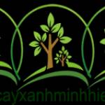 Cây Xanh Minh Hiếu Profile Picture