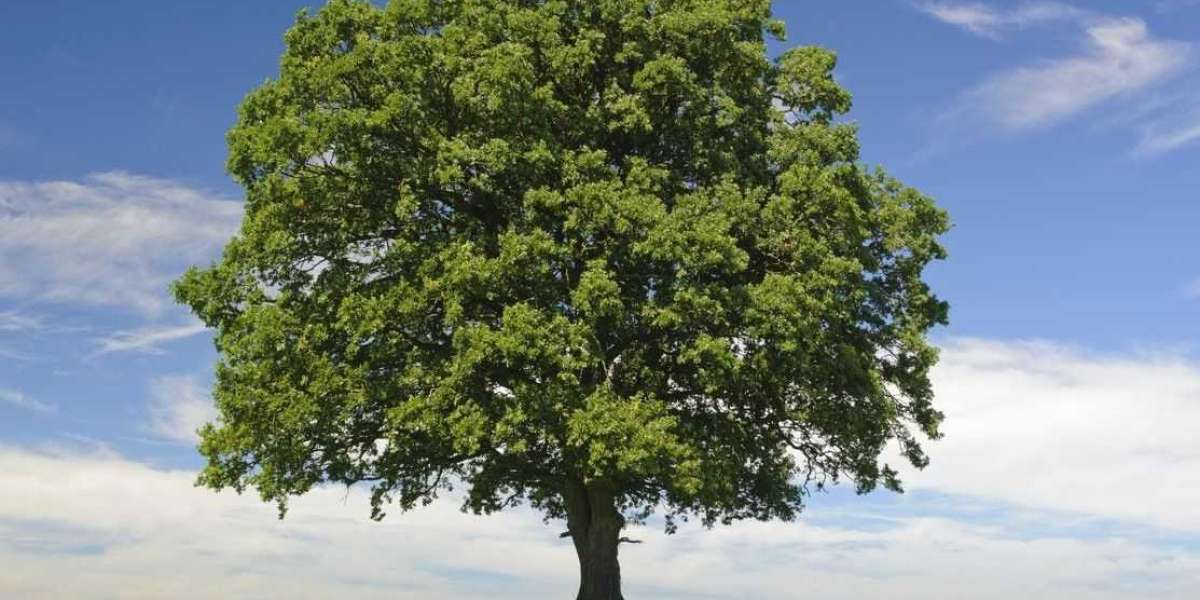 A Comprehensive Study on TSD: Understanding the Impacts and Applications