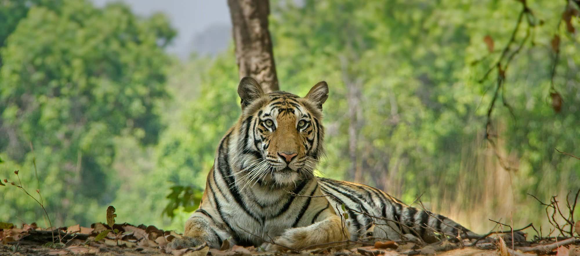 Bandhavgarh National Park Tour Packages | Bandhavgarh Safari Packages