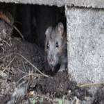 ratpest controlperth Profile Picture